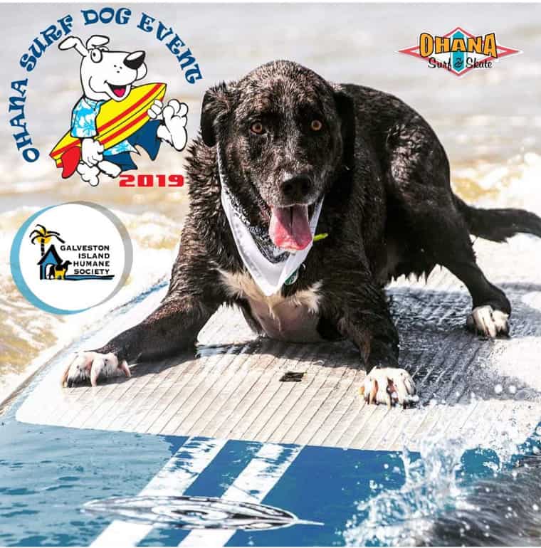 Dog Surfing Event