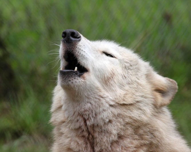 Howl Night at St. Francis Wolf Sanctuary!