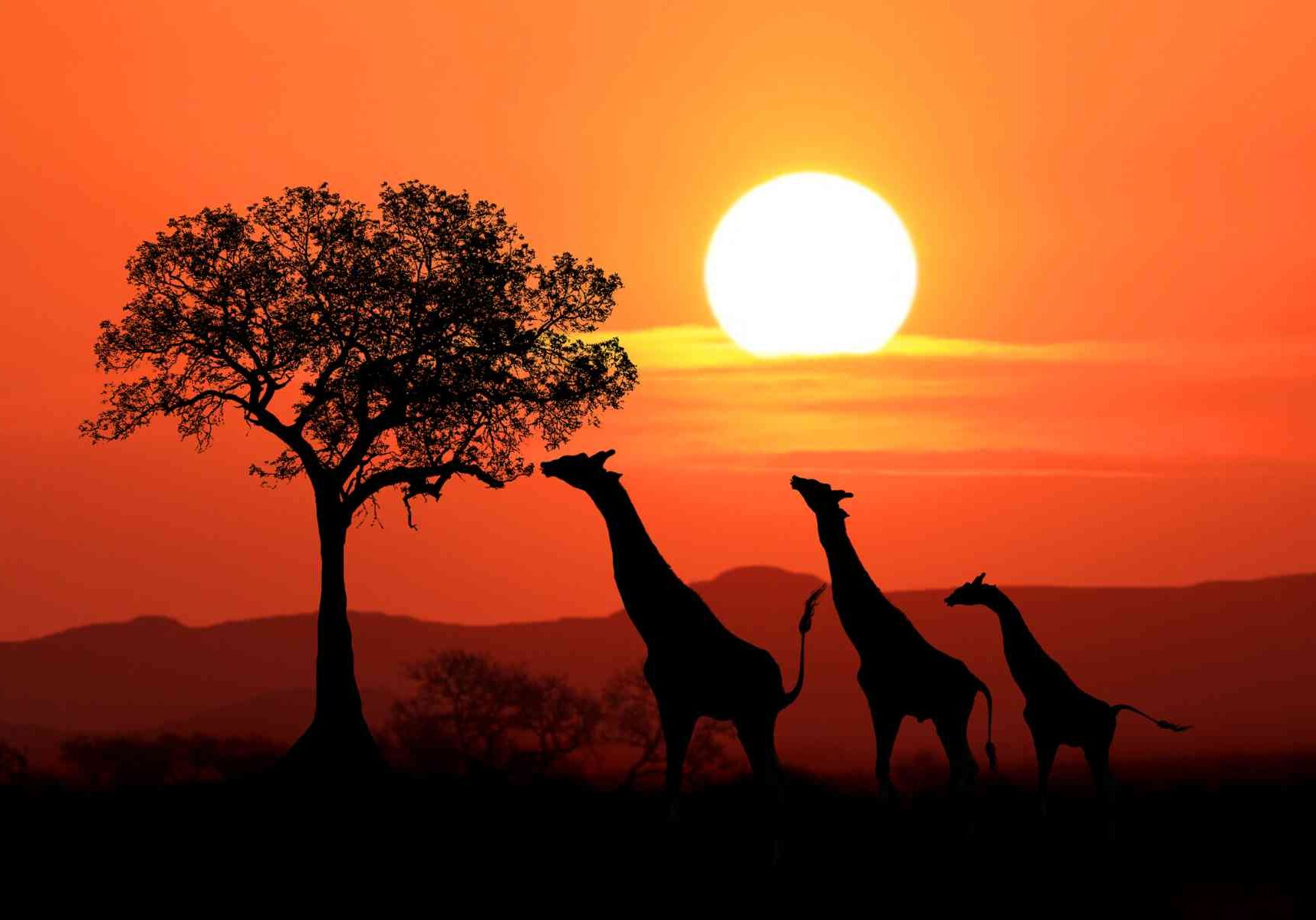 African-Safari
