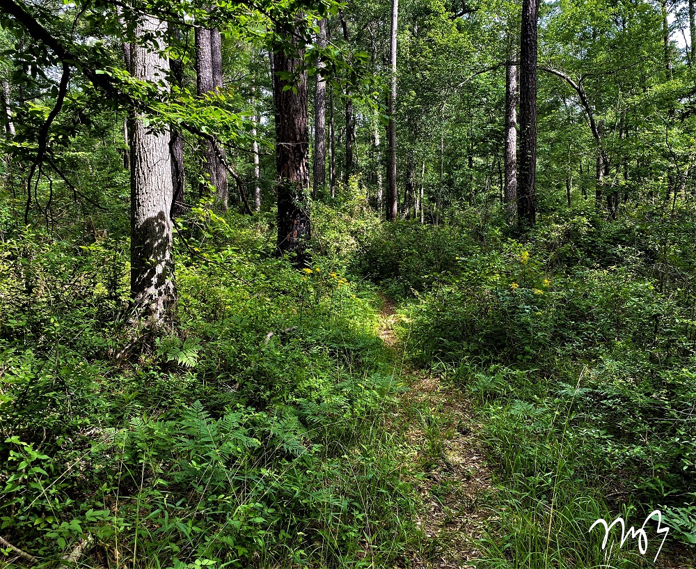 Trail Talk on the Lone Star Hiking Trail